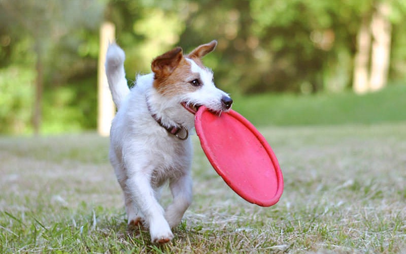 dog in park with a frisbee in its mouth